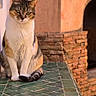 animal, brick_wall, calico_cat, cat, cute, domestic_animal, ears, feline, fur, green_tiles, looking, outdoor, pet, portrait, rustic, sitting, sunlight, table, tail, whiskers