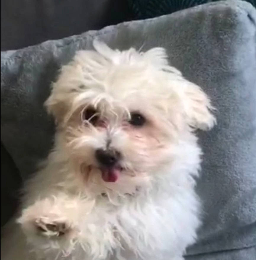 Schanel a rejoint le concours — aidez-le/la à gagner de superbes lots ! canidae, carnivore, companion_dog, dog, dog_breed, fur, insect, maltepoo, non_sporting_group, puppy, rectangle, shih_poo, small_terrier, snout, sporting_group, terrier, toy_dog, water_dog, working_animal, yorkipoo