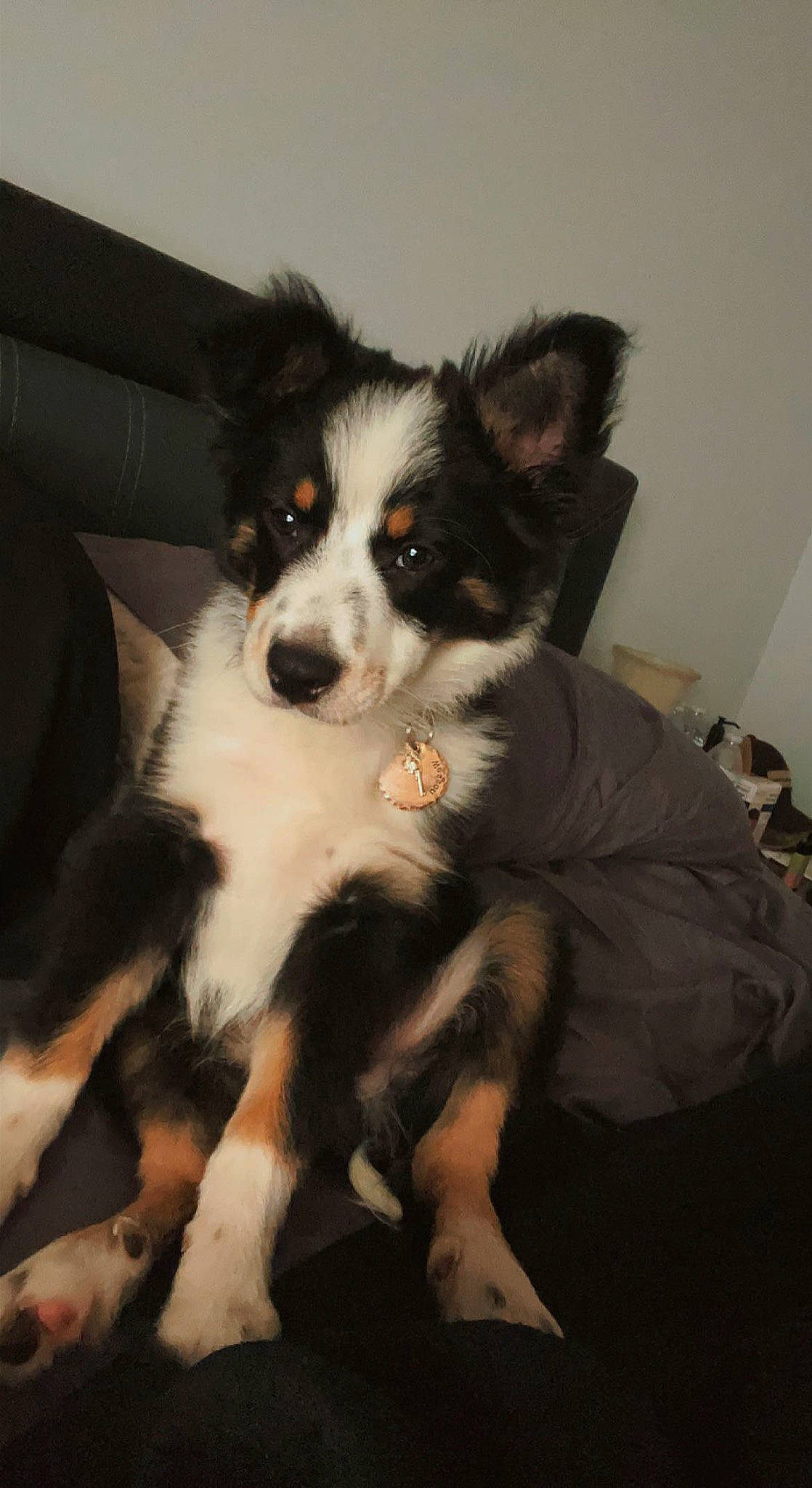 Wesson is registered to the contest to win money with this photo: border_collie, canidae, carnivore, companion_dog, dog, dog_breed, fur, herding_dog, puppy, snout, sporting_group, terrestrial_animal, whiskers, working_animal, working_dog