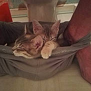 Milka a rejoint le concours — aidez-le/la à gagner de superbes lots ! animals, calvin_klein, cat, cozy, cute, floor, funny, human_feet, human_legs, indoor, kitten, paw, pets, resting, sleeping, snuggling, tiled_floor, two_kittens, underwear, unexpected