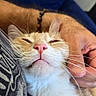 cat, orange_cat, white_fur, pet, animal, relaxation, hand, human, couch, blue_couch, comfort, close_up, whiskers, pink_nose, feline, scratching, content, resting, indoor, casual