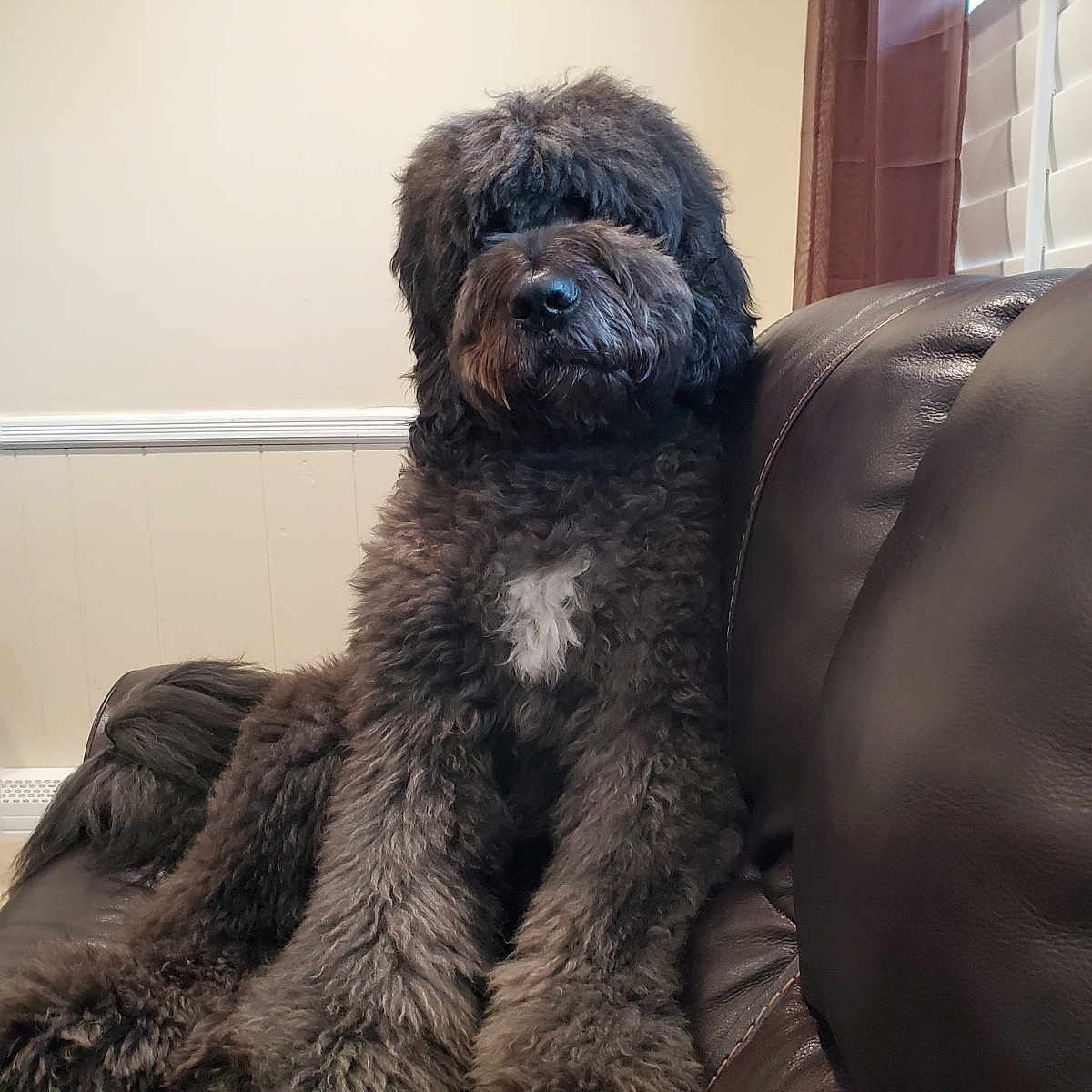 Duke joined the competition — help win amazing prizes! animal, black_dog, blinds, canine, companion_animal, couch, curtain, dog, fluffy, fur, home_interior, indoor, leather_couch, mammal, pet, relaxed, resting, seated, white_patch, window