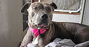 Piper is registered to the contest to win money with this photo: dog, pet, indoor, bed, blanket, collar, pink, fan, relaxed, canine, fur, resting, furniture, home, comfort, animal, looking, casual, domestic, portrait