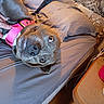 Piper joined the competition — help win amazing prizes! dog, pet, bed, pink_collar, hand, tattoo, pillow, blanket, indoor, table, cup, bottle, floor, furniture, cozy, relaxed, looking_up, animal, domestic_animal, canine