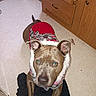 Piper is registered to the contest to win money with this photo: dog, pet, sweater, red, gray, fur, ears, eyes, floor, tile_floor, kitchen, cabinet, wood, black_cloth, indoors, animal, mammal, looking_up, cute, cozy