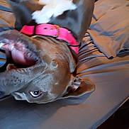 Piper is registered to the contest to win money with this photo: dog, pet, collar, bed, bedding, mouth_open, teeth, tongue, fur, ear, canine, indoor, playful, closeup, animal, gray, pink, sleeping_area, resting, domestic
