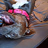 dog, pet, collar, bed, bedding, mouth_open, teeth, tongue, fur, ear, canine, indoor, playful, closeup, animal, gray, pink, sleeping_area, resting, domestic