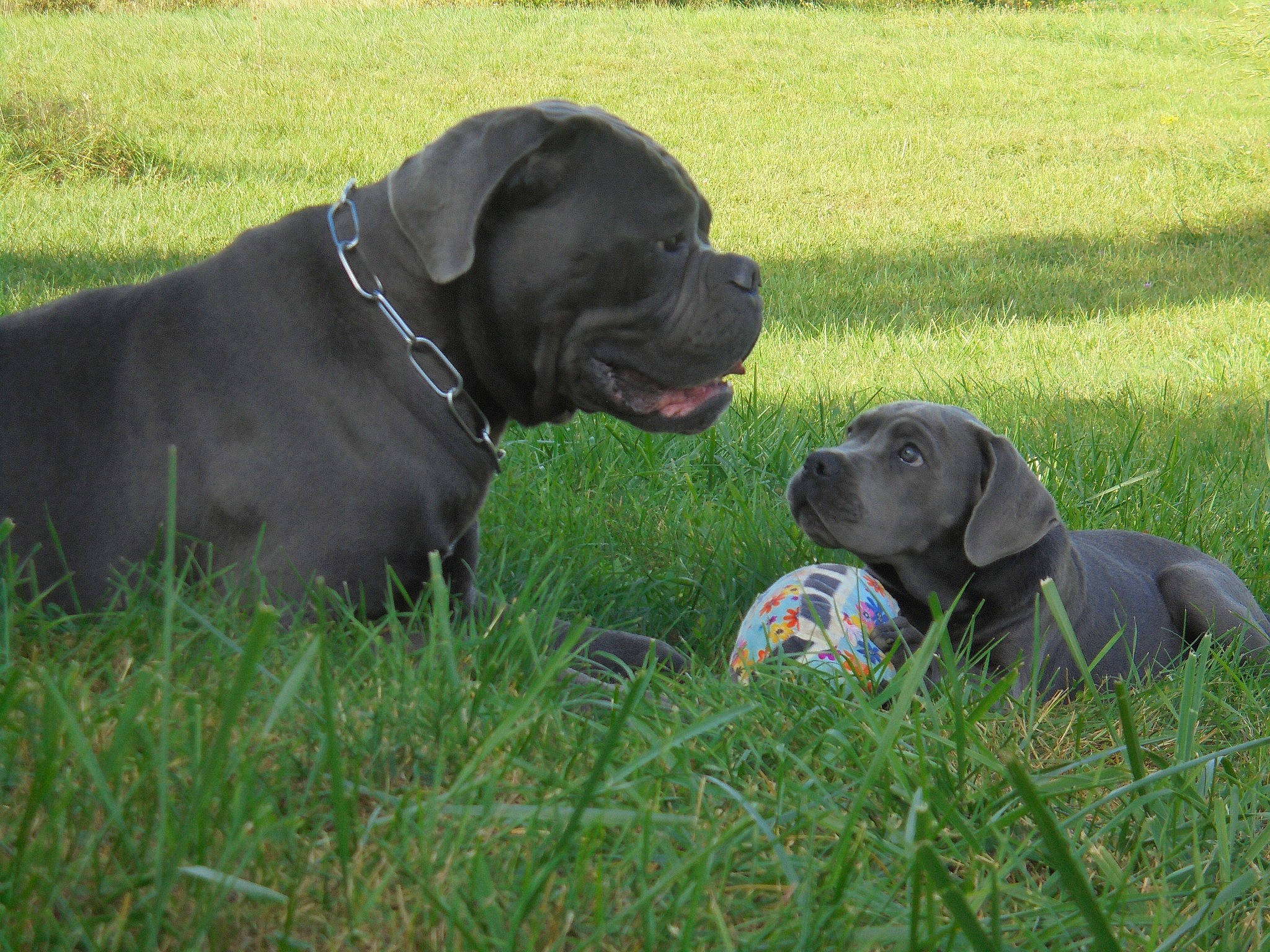 T-dog participe au concours pour gagner de l'argent avec cette photo : borador, canidae, carnivore, collar, companion_dog, dog, dog_breed, dog_collar, dog_supply, grass, grassland, gun_dog, personal_protective_equipment, pet_supply, plant, pointing_breed, retriever, snout, sporting_group, working_animal