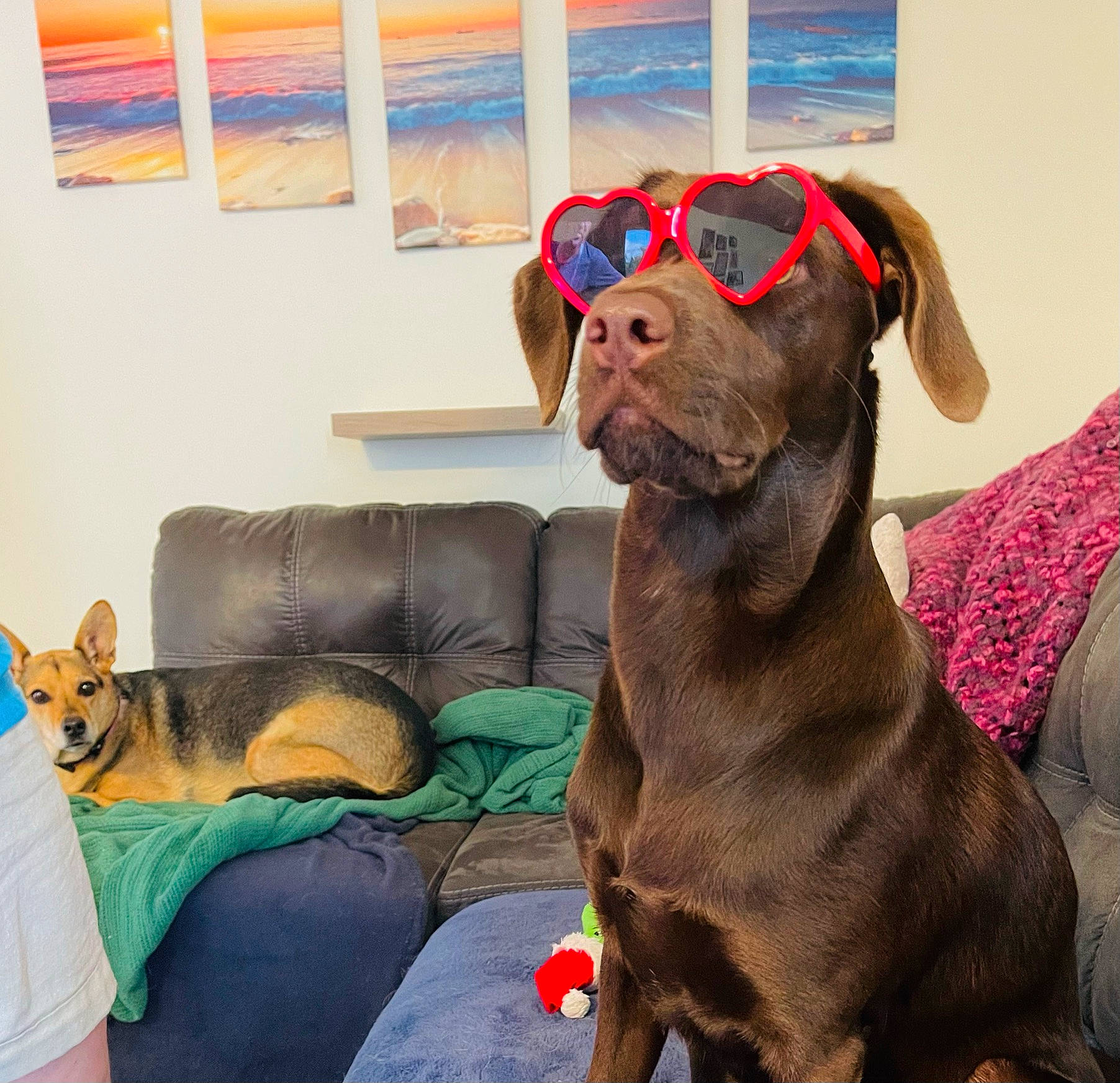 Pretzel is registered to the contest to win money with this photo: canidae, carnivore, collar, comfort, companion_dog, couch, dog, dog_breed, dog_collar, dog_supply, ear, fawn, liver, pet_supply, picture_frame, snout, sporting_group, studio_couch, window, working_animal