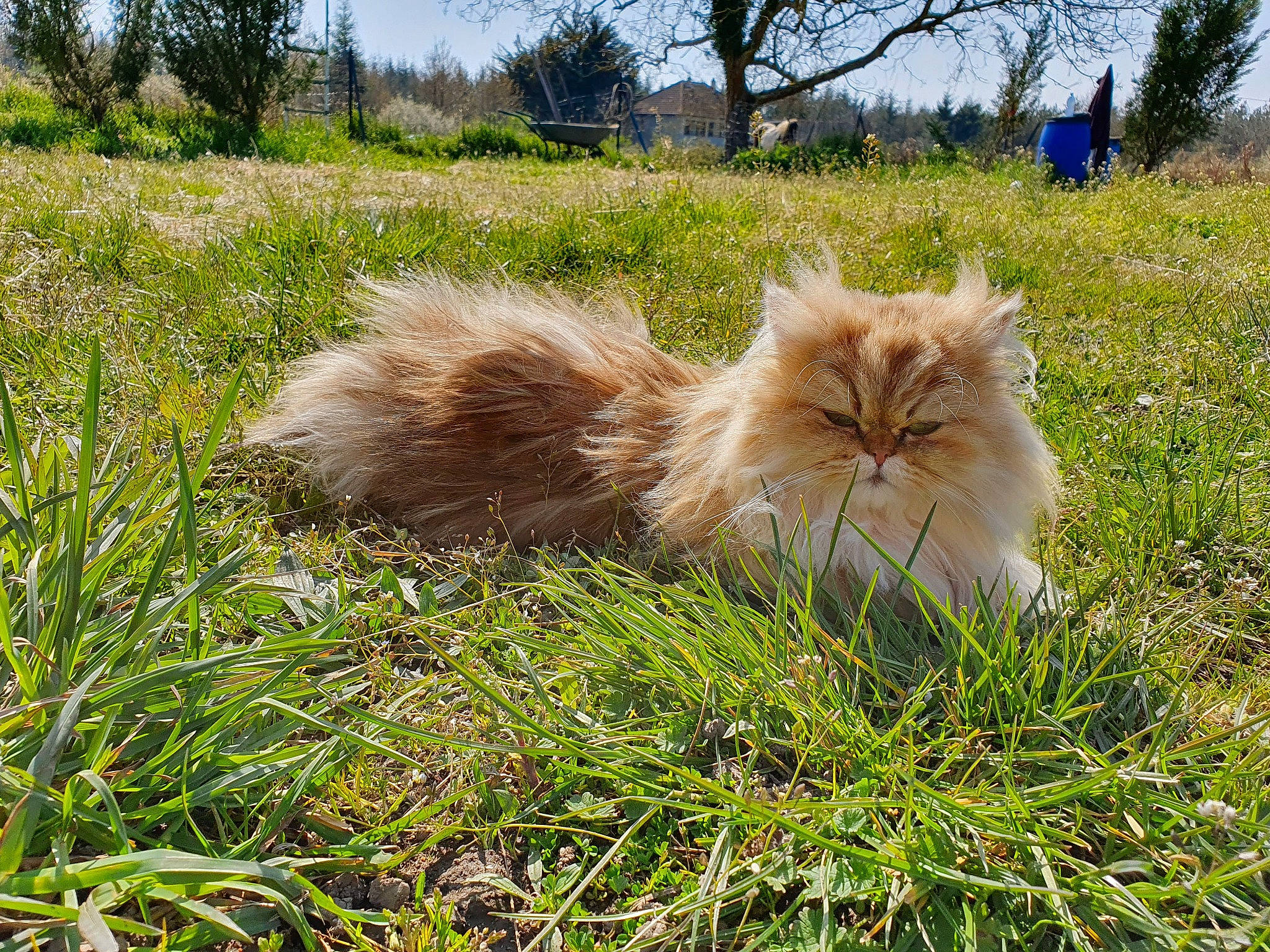 Ocarina participe au concours pour gagner de l'argent avec cette photo : asian_semi_longhair, british_longhair, british_semi_longhair, carnivore, cat, domestic_long_haired_cat, fawn, felidae, grass, maine_coon, mammal, norwegian_forest_cat, persian, plant, ragamuffin, siberian, small_to_medium_sized_cats, vertebrate, whiskers
