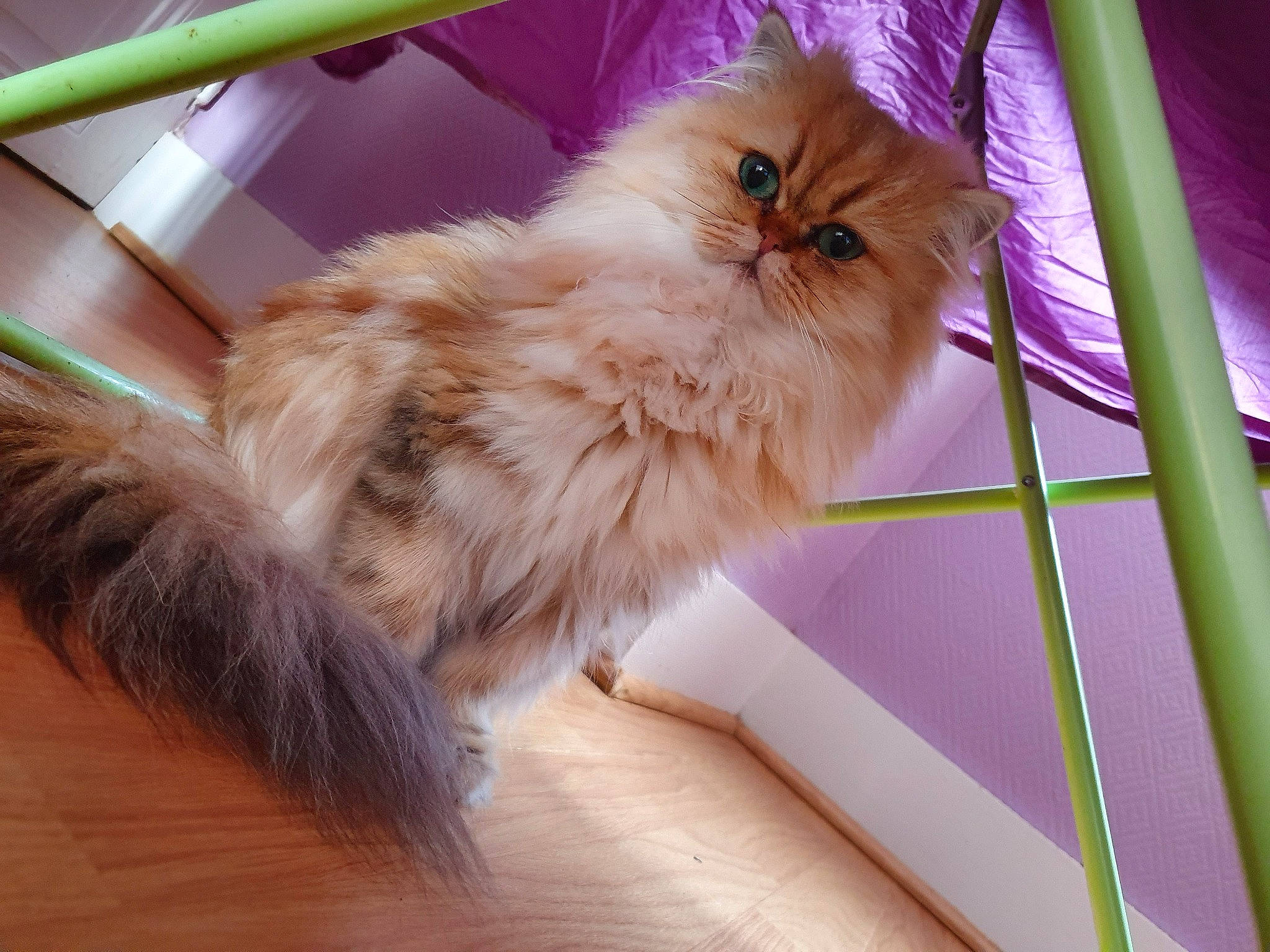 Ocarina a rejoint le concours — aidez-le/la à gagner de superbes lots ! british_longhair, british_semi_longhair, carnivore, cat, domestic_long_haired_cat, eye, fawn, felidae, persian, ragamuffin, small_to_medium_sized_cats, whiskers