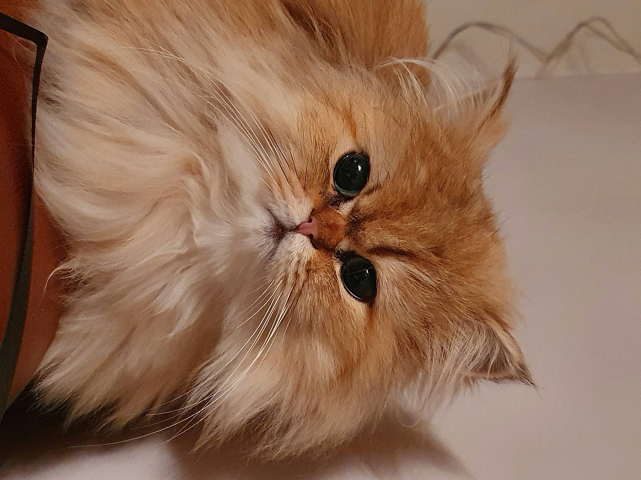 Ocarina a rejoint le concours — aidez-le/la à gagner de superbes lots ! asian_semi_longhair, british_longhair, british_semi_longhair, carnivore, cat, close_up, domestic_long_haired_cat, ear, eye, fawn, felidae, fur, mammal, norwegian_forest_cat, persian, ragamuffin, small_to_medium_sized_cats, snout, tail, whiskers