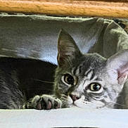 Tessa is registered to the contest to win money with this photo: animal, cat, close_up, cozy, curious, cute, domestic_cat, ears, feline, gray_tabby, home, indoor, kitten, paw, pet_bed, relaxed, resting, soft_fur, whiskers, young_cat