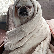 Ferdie is registered to the contest to win money with this photo: dog, blanket, wrapped, sleepy, cozy, indoor, fur, pet, cute, resting, snug, soft, comfort, animal, portrait, relaxed, white, face, nose, mouth