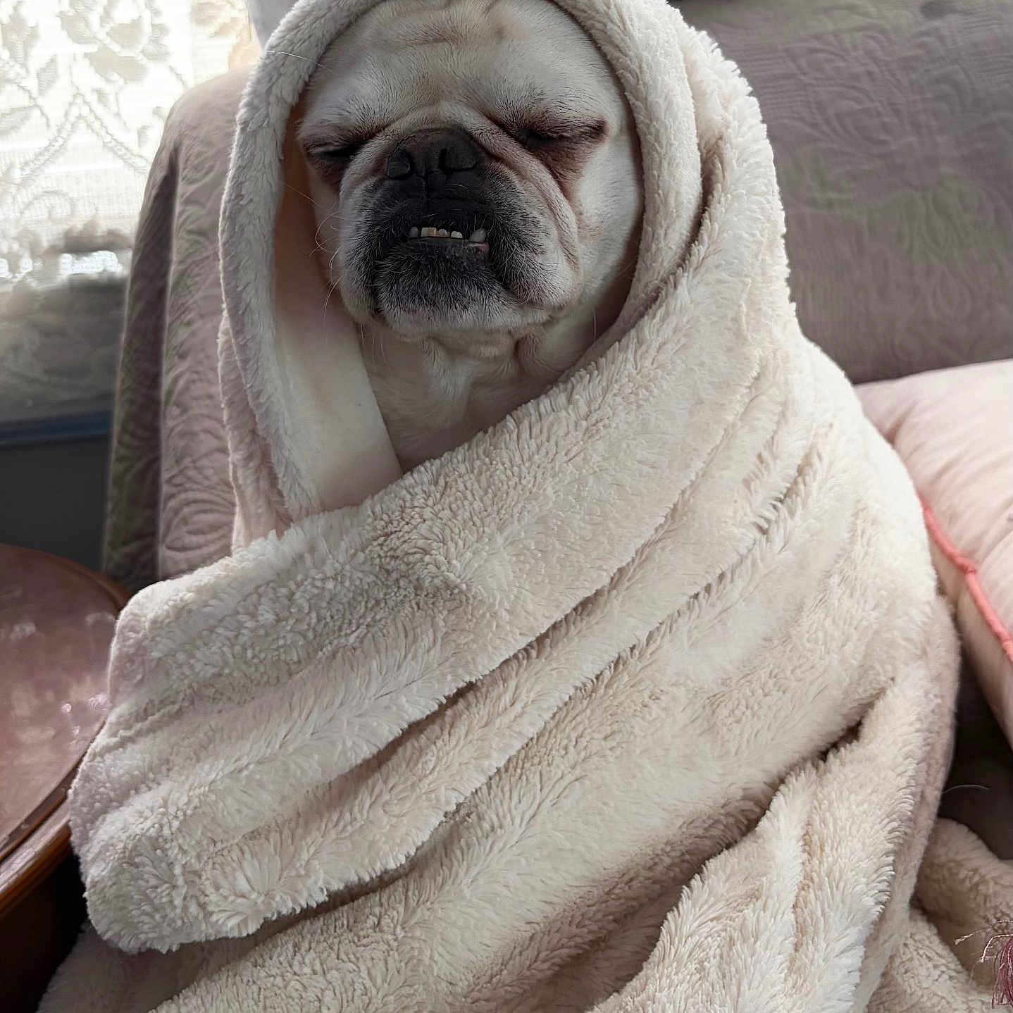 Ferdie is registered to the contest to win money with this photo: animal, blanket, comfort, cozy, cute, dog, face, fur, indoor, mouth, nose, pet, portrait, relaxed, resting, sleepy, snug, soft, white, wrapped