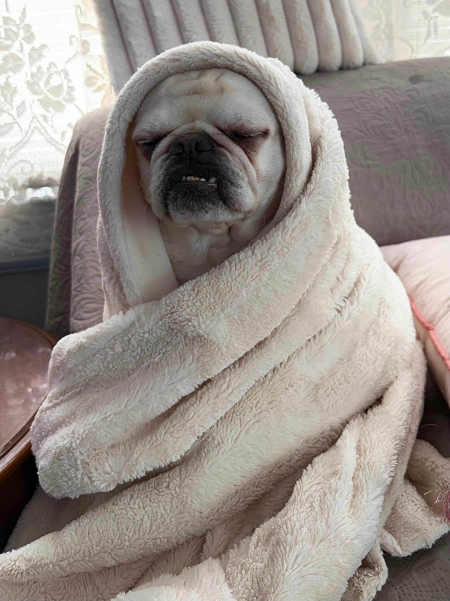 Ferdie is registered to the contest to win money with this photo: dog, blanket, wrapped, sleepy, cozy, indoor, fur, pet, cute, resting, snug, soft, comfort, animal, portrait, relaxed, white, face, nose, mouth