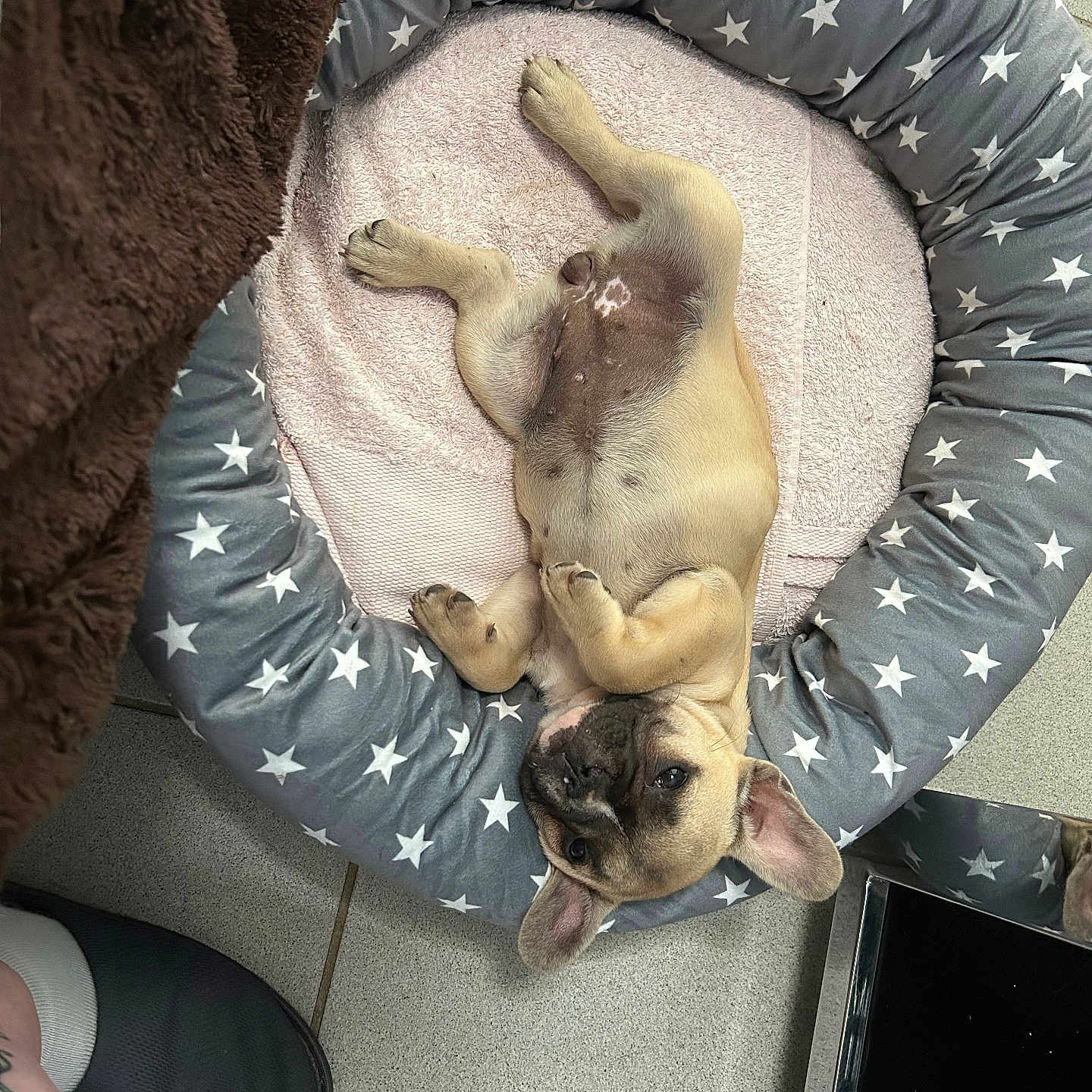 Aïka participe au concours pour gagner de l'argent avec cette photo : animal, bed, blanket, cozy, cute, dog, floor, fur, indoor, pet, pink_towel, puppy, relaxing, resting, slipper, small_dog, star_pattern, tattoo, tile, upside_down