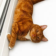Teddy joined the competition — help win amazing prizes! cat, ginger_cat, orange_fur, white_paws, pet, animal, indoor, window, relaxed, laying_down, whiskers, curious, feline, cute, domestic_cat, portrait, fur, ears, tail, bright_eyes