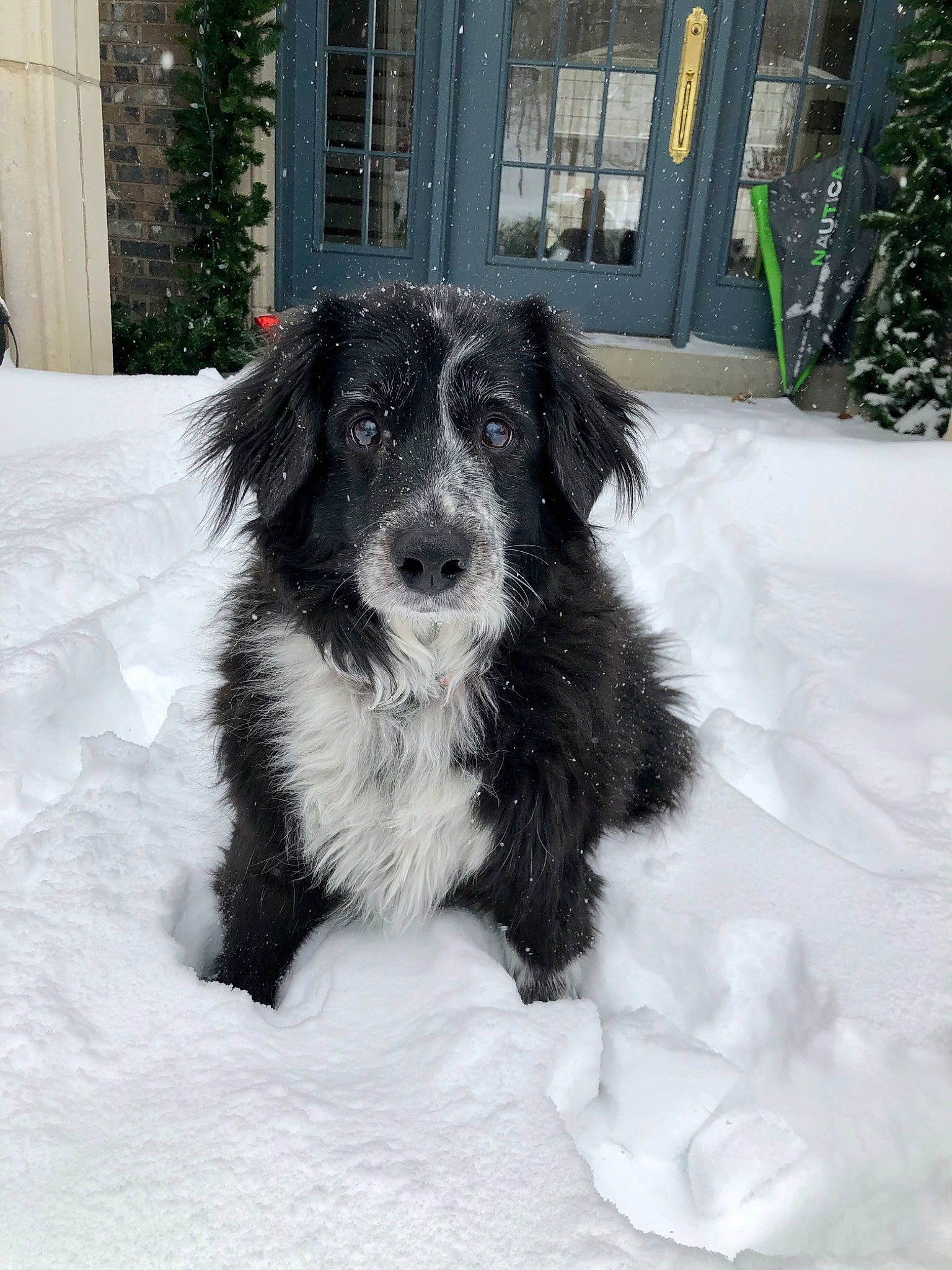 Joy joined the competition — help win amazing prizes! border_collie, canidae, carnivore, companion_dog, dog, dog_breed, dog_collar, fur, gun_dog, herding_dog, snout, snow, sporting_group, winter, working_animal, working_dog