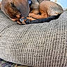 Gandalf joined the competition — help win amazing prizes! dogs, dachshunds, puppies, sleeping, resting, curled_up, grooming, pet, animals, brown_fur, long_body, floppy_ears, paws, tail, couch, sofa, textured_fabric, blanket, indoor, cozy