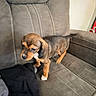 puppy, dog, hound, floppy_ears, brown_coat, black_coat, white_paw, pet, animal, sitting, recliner, chair, couch, indoor, home, furniture, blanket, portrait, cute, curious