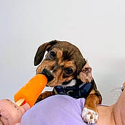 Gandalf is registered to the contest to win money with this photo: puppy, dog, brown_dog, pet, animal, popsicle, orange_treat, chewing, collar, black_collar, floppy_ears, paw, white_paw, brown_fur, closeup, portrait, person, hand, indoor, funny