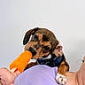 puppy, dog, brown_dog, pet, animal, popsicle, orange_treat, chewing, collar, black_collar, floppy_ears, paw, white_paw, brown_fur, closeup, portrait, person, hand, indoor, funny