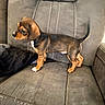 Gandalf joined the competition — help win amazing prizes! puppy, dog, beagle, tricolor, pet, animal, standing, tail, floppy_ears, short_hair, brown_fur, black_fur, white_markings, leather_chair, recliner, indoor, living_room, portrait, cute, photography