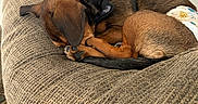 Gandalf is registered to the contest to win money with this photo: dogs, two_dogs, puppies, sleeping, cuddling, brown_fur, short_hair, floppy_ears, black_harness, diaper, curled_up, resting, armchair, couch, upholstery, indoor, cozy, pet, animal, nap