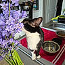 Agathe participe au concours pour gagner de l'argent avec cette photo : cat, black_and_white_cat, flowers, purple_flowers, bouquet, kitchen, sink, food_bowl, countertop, person_hand, curious_cat, indoor, pet, domestic_animal, stems, table, red_towel, plant, sniffing, home