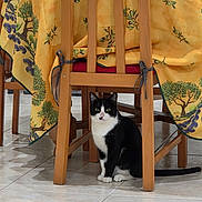 Agathe participe au concours pour gagner de l'argent avec cette photo : cat, black_and_white, chair, table, tablecloth, wooden_furniture, indoor, floor_tiles, pet, animal, sitting, looking, yellow, green, decorative, plant_pattern, calm, domestic, home, feline