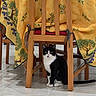 cat, black_and_white, chair, table, tablecloth, wooden_furniture, indoor, floor_tiles, pet, animal, sitting, looking, yellow, green, decorative, plant_pattern, calm, domestic, home, feline