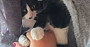 Agathe a rejoint le concours — aidez-le/la à gagner de superbes lots ! cat, black_and_white_cat, paw, hand, person, fabric_tunnel, cozy, indoor, playful, curious, pet, feline, whiskers, close_up, soft_texture, interaction, domestic_animal, resting, cute, warm
