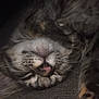 cat, tabby, sleeping, close_up, whiskers, nose, paw, furry, pet, cozy, relaxed, animal, cute, indoor, texture, soft_light, fur, resting, mammal, upside_down