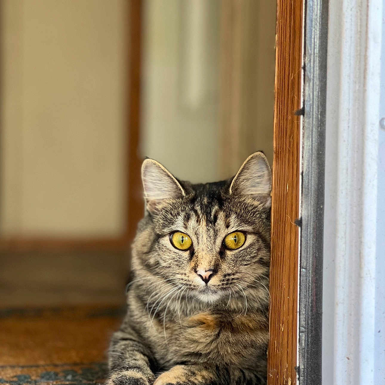 Queen B is registered to the contest to win money with this photo: animal, cat, close_up, curious, domestic_cat, door_frame, doormat, feline, fur, home, indoor, looking, paw, pet, portrait, resting, striped, tabby_cat, whiskers, yellow_eyes