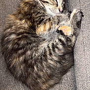 Queen B is registered to the contest to win money with this photo: kitten, cat, sleeping, tabby, fur, paw, pink_paw, curling, resting, cozy, indoor, pet, cute, small, animal, feline, soft, texture, couch, gray