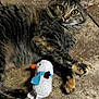 cat, tabby, fluffy, toy, stuffed_animal, snowman, floor, curious, indoor, pet, animal, paws, wide_eyes, fur, playful, relaxed, mammal, cute, domestic, young