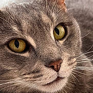 Jj Bill is registered to the contest to win money with this photo: cat, close_up, gray_tabby, whiskers, yellow_eyes, pet, feline, face, fur, animal, domestic, cute, portrait, soft_background, indoor, relaxed, nose, ears, muzzle, alert