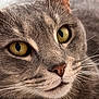 cat, close_up, gray_tabby, whiskers, yellow_eyes, pet, feline, face, fur, animal, domestic, cute, portrait, soft_background, indoor, relaxed, nose, ears, muzzle, alert