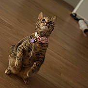 Pearl is registered to the contest to win money with this photo: cat, tabby, pet, indoor, curious, collar, bell, tag, wooden_floor, standing, feline, whiskers, ears, cute, domestic_animal, looking_up, fur, mammal, playful, alert