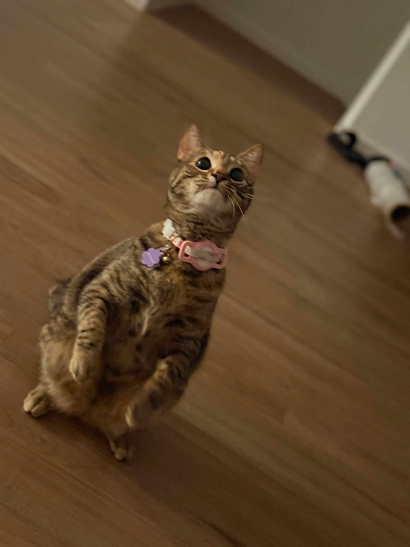 Pearl is registered to the contest to win money with this photo: cat, tabby, pet, indoor, curious, collar, bell, tag, wooden_floor, standing, feline, whiskers, ears, cute, domestic_animal, looking_up, fur, mammal, playful, alert