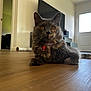 cat, tortoiseshell_cat, pet, animal, indoor, floor, wooden_floor, collar, charm, strawberry_charm, orange_eyes, fur, whiskers, relaxed, lying_down, home_interior, door, furniture, soft_light, closeup