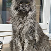 Arrhes a rejoint le concours — aidez-le/la à gagner de superbes lots ! cat, gray_cat, fluffy, long_hair, feline, pet, animal, portrait, sitting, indoors, window, yellow_eyes, whiskers, ears, fur, serious_expression, majestic, home, table, photography