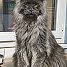 cat, gray_cat, fluffy, long_hair, feline, pet, animal, portrait, sitting, indoors, window, yellow_eyes, whiskers, ears, fur, serious_expression, majestic, home, table, photography