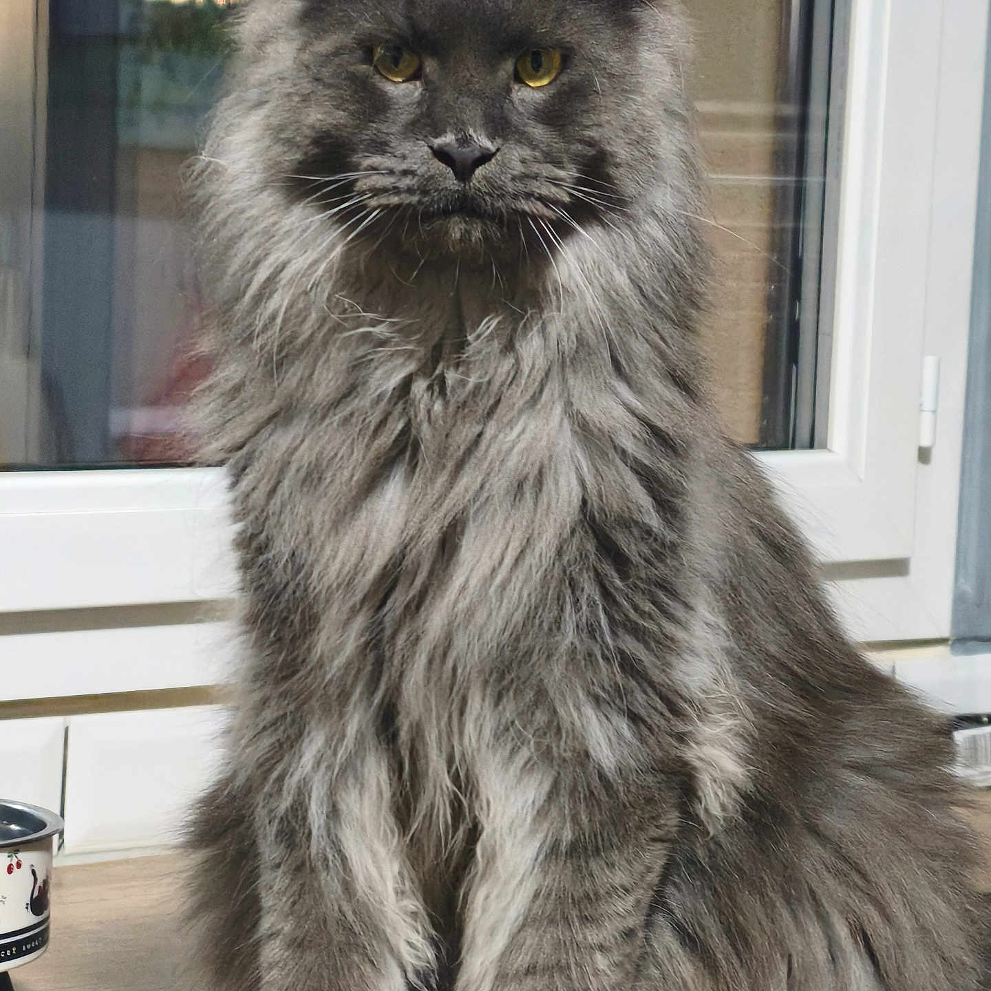 Arrhes a rejoint le concours — aidez-le/la à gagner de superbes lots ! cat, gray_cat, fluffy, long_hair, feline, pet, animal, portrait, sitting, indoors, window, yellow_eyes, whiskers, ears, fur, serious_expression, majestic, home, table, photography