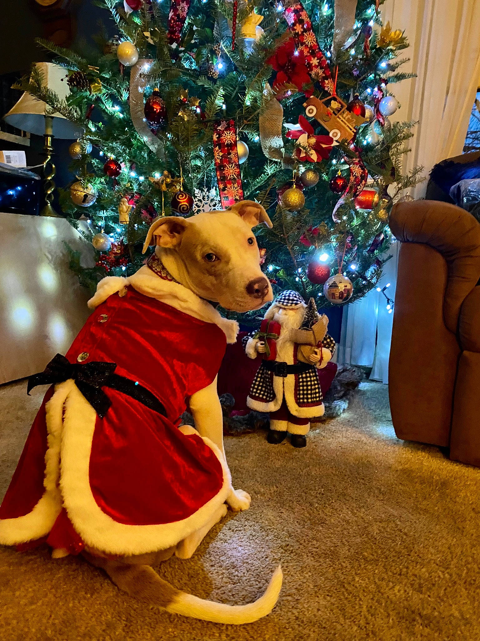 Copo is registered to the contest to win money with this photo: blue, carnivore, christmas, christmas_decoration, christmas_ornament, christmas_tree, companion_dog, dog, dog_breed, event, fawn, fun, holiday, holiday_ornament, ornament, toy, tree, water_bottle, white, woody_plant