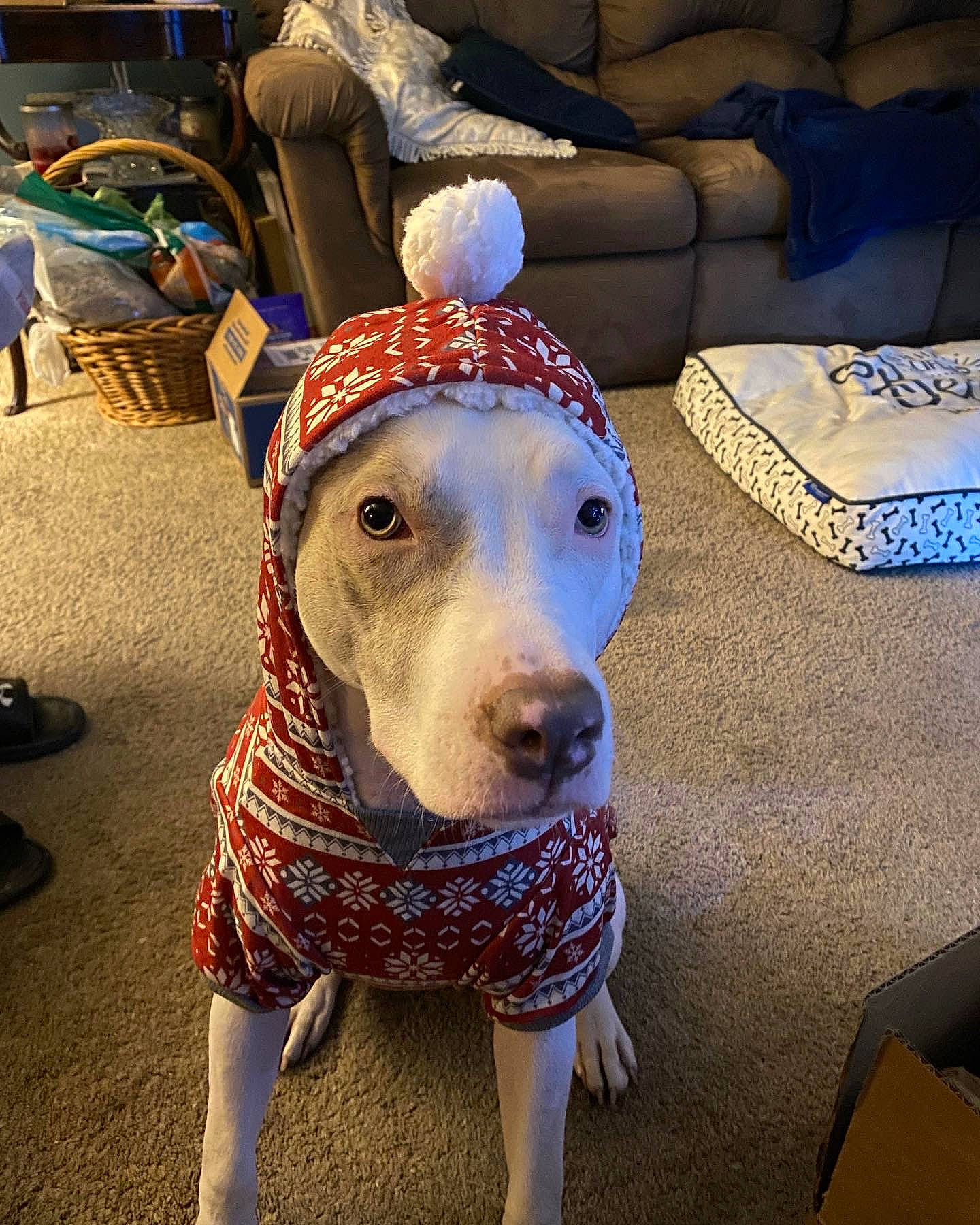 Copo joined the competition — help win amazing prizes! canidae, carnivore, comfort, companion_dog, costume_hat, couch, dog, dog_breed, dog_clothes, fawn, flooring, fur, party_supply, pattern, personal_protective_equipment, sleeve, snout, sporting_group, whiskers, working_animal