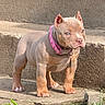 dog, puppy, pit_bull, standing, portrait, pet, collar, pink_collar, short_hair, brown_coat, blue_eyes, ears, paws, steps, outdoor, sunlight, concrete, staircase, animal, closeup