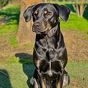 Jaika participe au concours pour gagner de l'argent avec cette photo : alert, animal, black_dog, canine, daylight, dog, ears, fur, garden, glossy_coat, greenery, nature, outdoor, pet, portrait, shadow, sitting, sunlight, tan_markings, tree