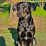 alert, animal, black_dog, canine, daylight, dog, ears, fur, garden, glossy_coat, greenery, nature, outdoor, pet, portrait, shadow, sitting, sunlight, tan_markings, tree